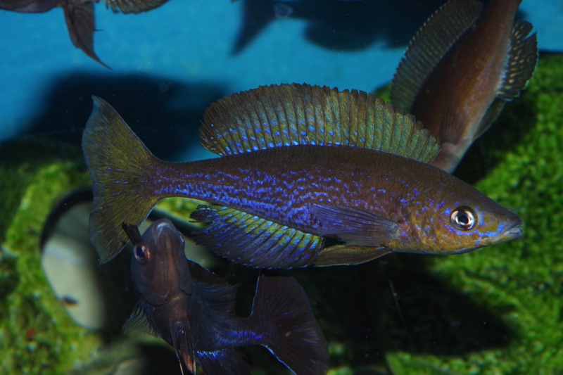 Cyprichromis microlepidotus 'Kilila'